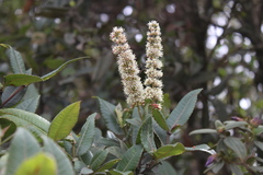 Weinmannia crassifolia