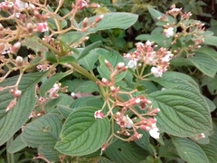 Heterocentron glandulosum