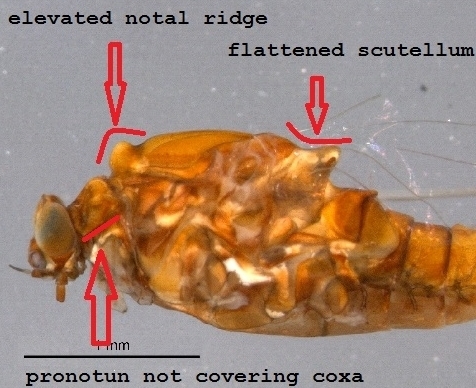 Acentrella