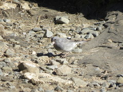 Junco hyemalis carolinensis