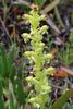 Scented Orchid - Photo (c) Nigel Forshaw, some rights reserved (CC BY-NC), uploaded by Nigel Forshaw