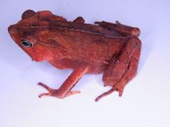 Rhinella roqueana