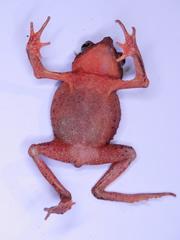 Rhinella roqueana