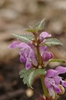 Spotted Deadnettle - Photo (c) AnneTanne, some rights reserved (CC BY-NC)