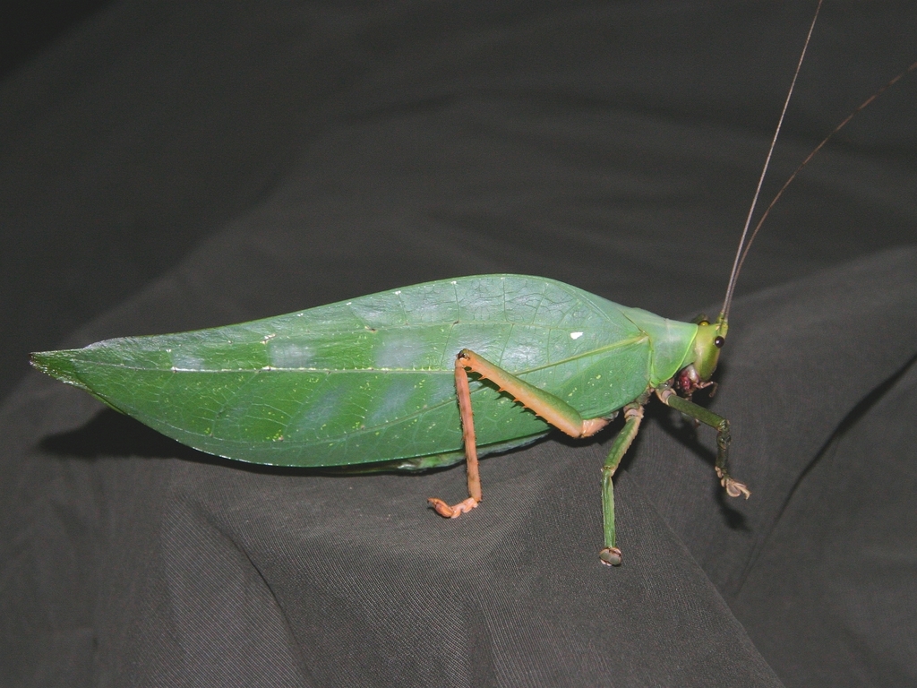 Onomarchus uninotatus