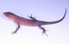 Gelanesaurus flavogularis