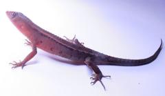 Gelanesaurus flavogularis