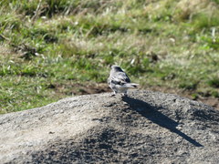 Junco hyemalis carolinensis