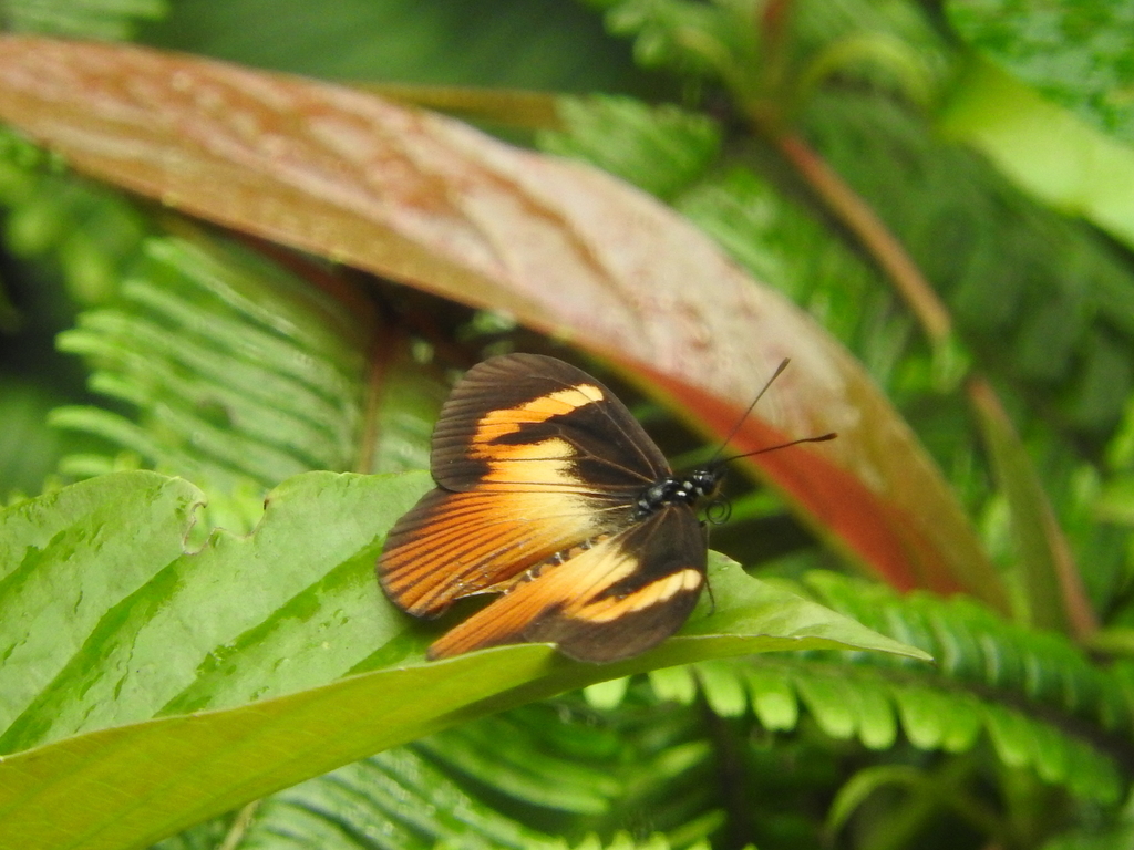 Acraea jodutta