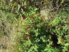 Hypericum mitchellianum