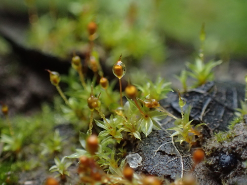 Trumpoji minkštūnė nuotrauka