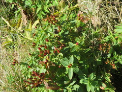 Hypericum mitchellianum