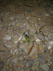 Ephippiger perforatus