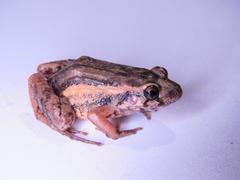 Adenomera hylaedactyla