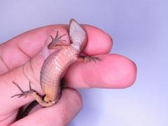 Gelanesaurus flavogularis