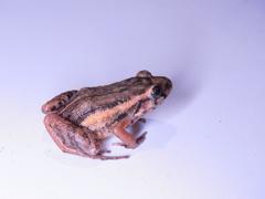 Adenomera hylaedactyla