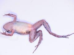 Adenomera hylaedactyla