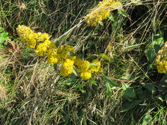 Solidago roanensis