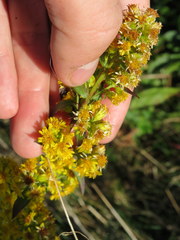 Solidago roanensis
