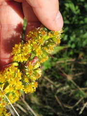 Solidago roanensis