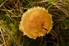 Floccularia luteovirens