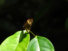Acraea jodutta