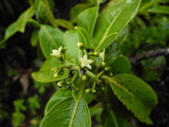 Psychotria mariniana
