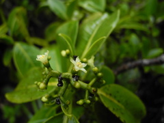 Psychotria mariniana