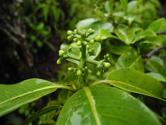 Psychotria mariniana