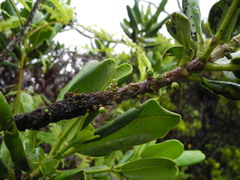 Melicope clusiifolia