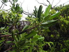 Melicope clusiifolia