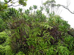 Melicope clusiifolia