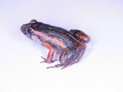 Adenomera hylaedactyla