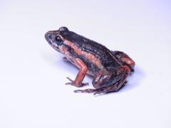 Adenomera hylaedactyla