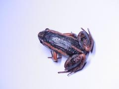 Adenomera hylaedactyla