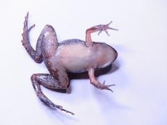 Adenomera hylaedactyla