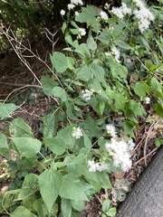 Ageratina altissima