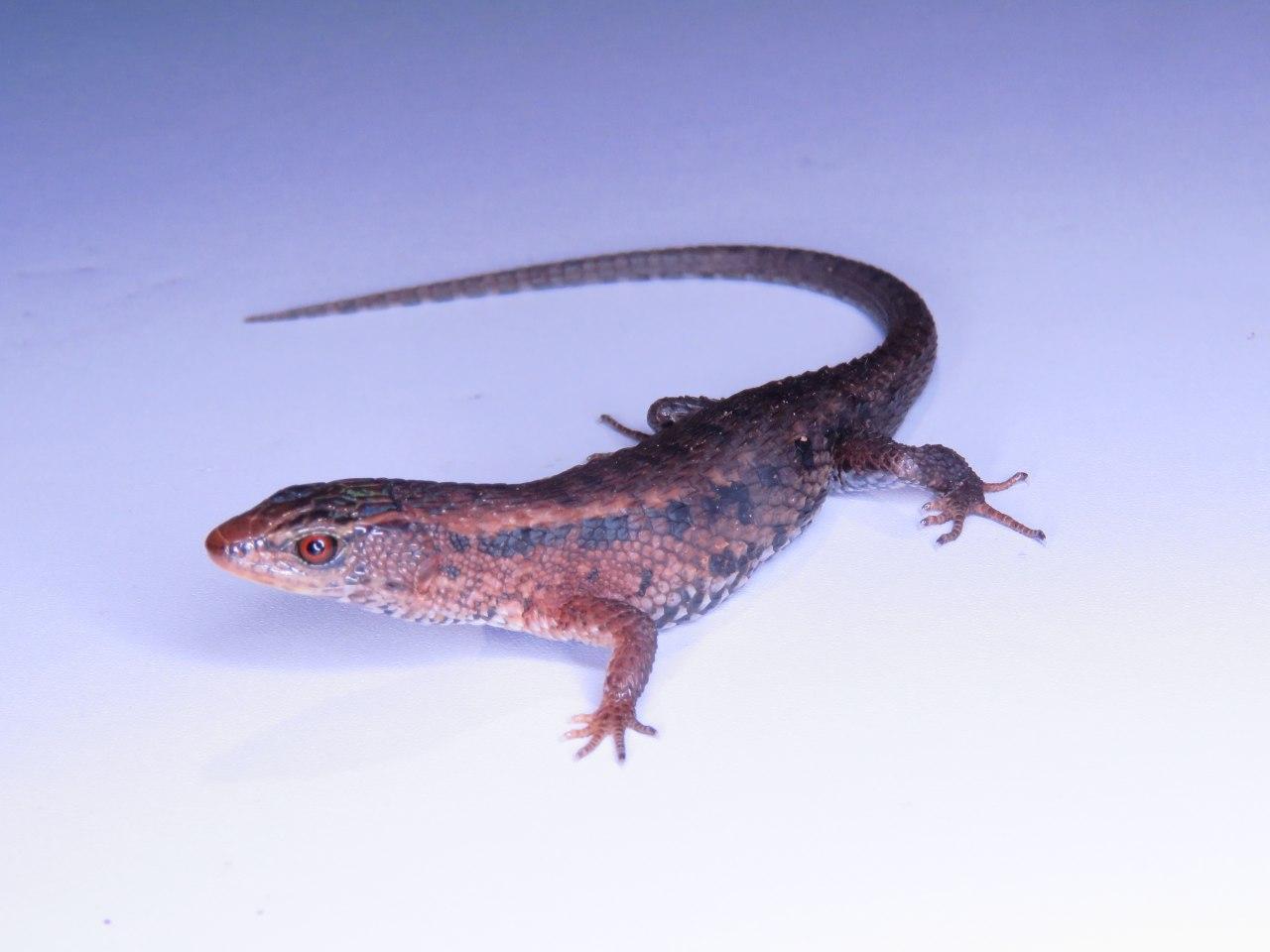 Alopoglossus atriventris Duellman, 1973