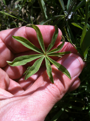 Lupinus microcarpus