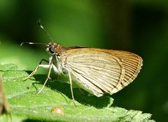 Cobalopsis miaba