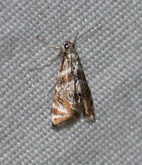 Petrophila heppneri