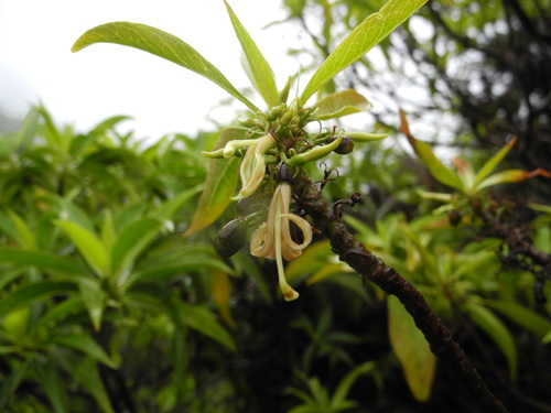 Scaevola procera