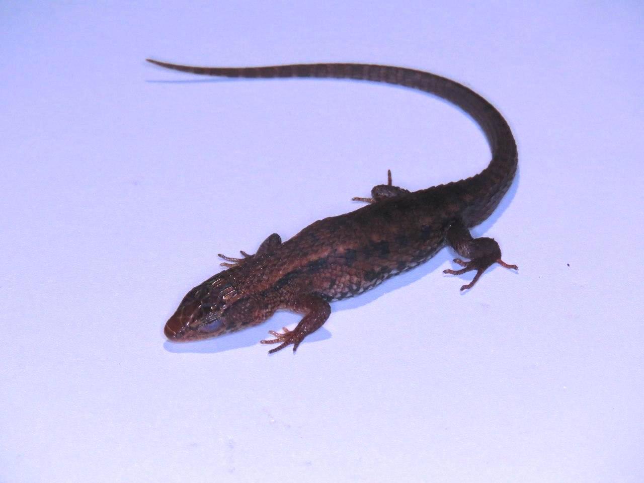 Alopoglossus atriventris Duellman, 1973