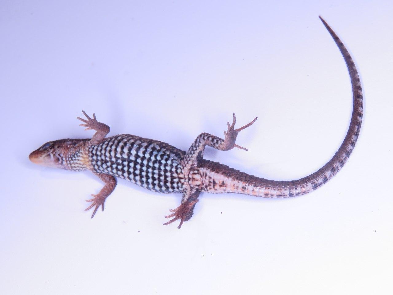 Alopoglossus atriventris Duellman, 1973