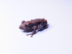 Pristimantis ventrimarmoratus