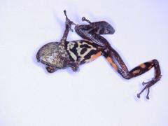 Pristimantis ventrimarmoratus