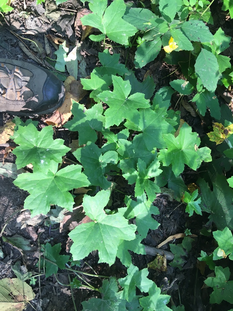 Broad-leaf Waterleaf from Green Lakes State Park, Fayetteville, NY, US ...
