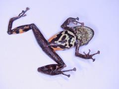 Pristimantis ventrimarmoratus
