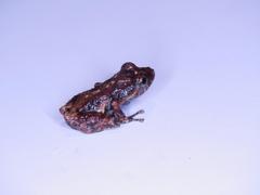 Pristimantis ventrimarmoratus