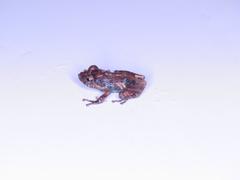 Pristimantis ventrimarmoratus